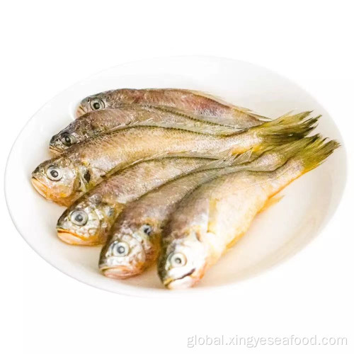 Frozen Small Fish WR Frozen Fish Small Yellow Croaker Pseudosciaena Crocea Manufactory